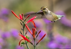 Vliegende kolibri 2, V.S.